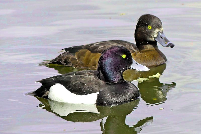 Blockchain-Fairness bei Duck River: echt transparent oder nur Marketing?